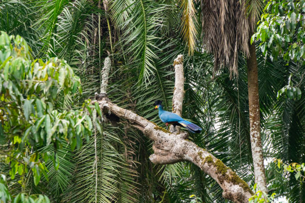 Birds In Kibale Forest